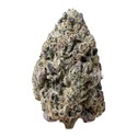 Biscotti Gelato (FastBuds) Feminiserede