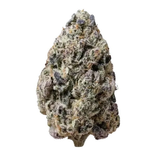 Biscotti Gelato (FastBuds) Feminiserede