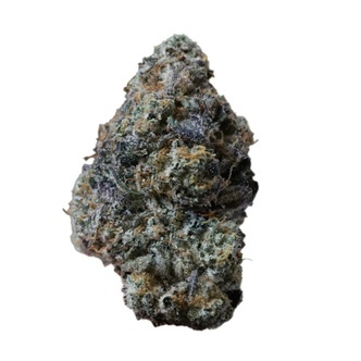 Gary Sherbet (FastBuds) feminiserede cannabisfr&oslash;