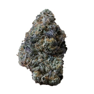 Gary Sherbet&trade; (FastBuds) Feminiserede fr&oslash;