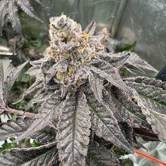 Gary Sherbet™ (FastBuds) Feminiserede frø