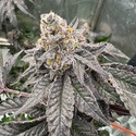 Gary Sherbet™ (FastBuds) Feminiserede frø