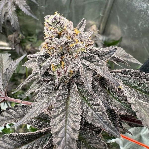 Gary Sherbet™ (FastBuds) Feminiserede frø