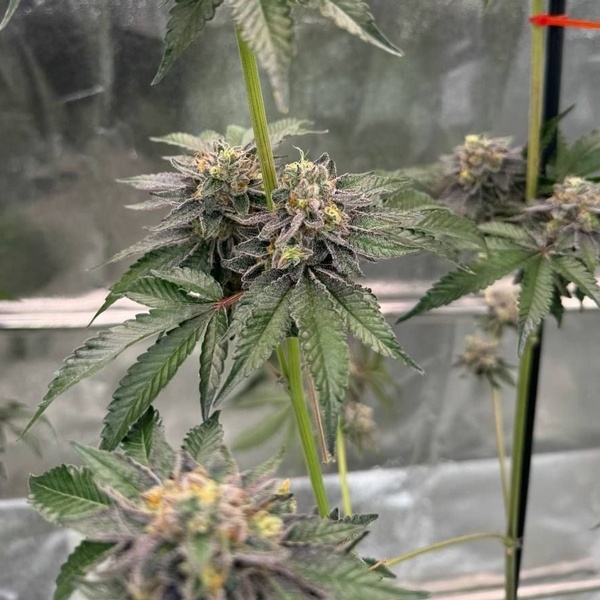 Gary Sherbet™ (FastBuds) Feminiserede frø