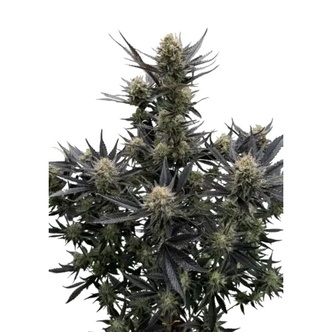 Guava Auto RF3 (FastBuds) feminiserede