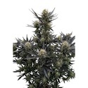 Guava Auto RF3 (FastBuds) Feminiserede