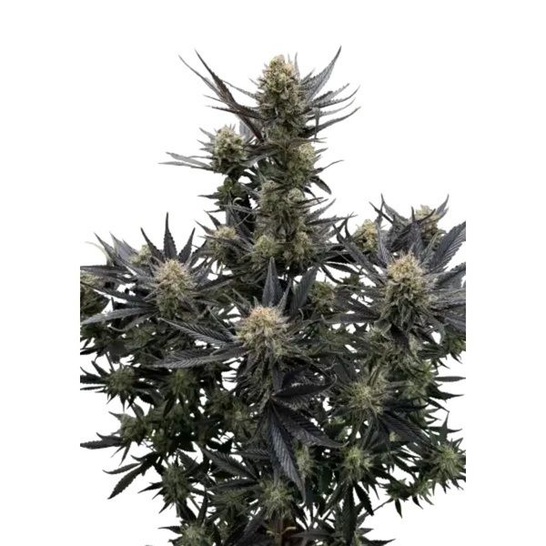 Guava Auto RF3 (FastBuds) Feminiserede