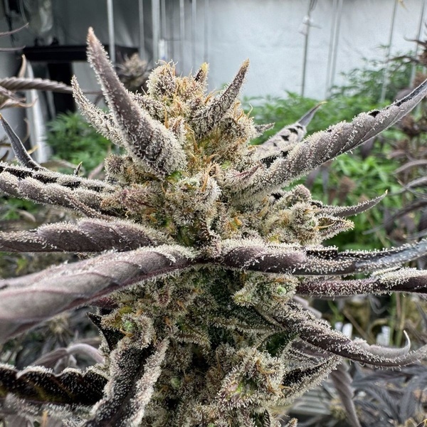 Guava Auto RF3 (FastBuds) Feminiserede