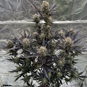 Guava Auto RF3 (FastBuds) Feminiserede