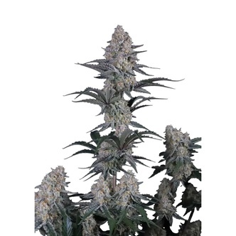 Guava Sundae Auto (FastBuds) feminiserede fr&oslash;