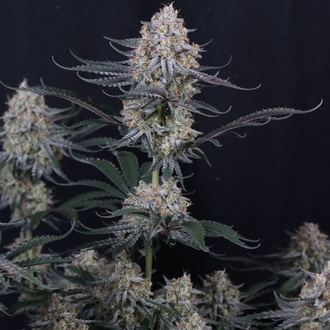 Guava Sundae Auto (FastBuds) Feminiserede
