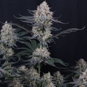 Guava Sundae Auto (FastBuds) Feminiserede