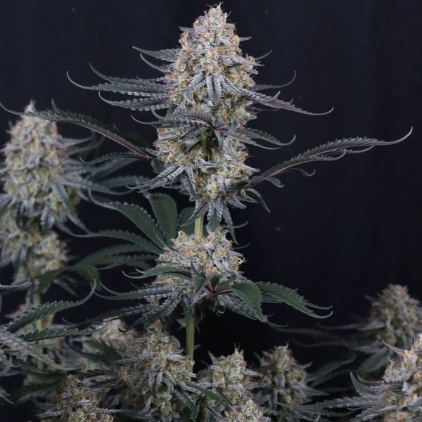 Guava Sundae Auto (FastBuds) Feminiserede