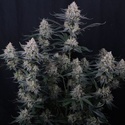 Guava Sundae Auto (FastBuds) Feminiserede