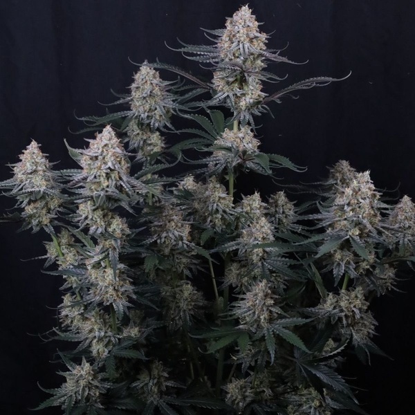 Guava Sundae Auto (FastBuds) Feminiserede