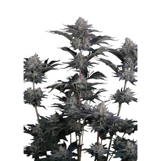 Mendo Frost Auto (FastBuds) feminiserede