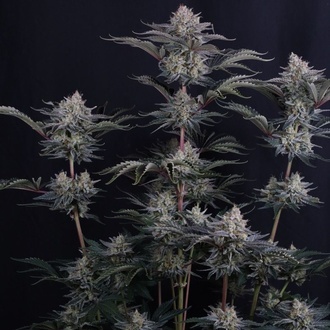 Mendo Frost Auto (FastBuds) Feminiserede