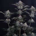 Mendo Frost Auto (FastBuds) Feminiserede