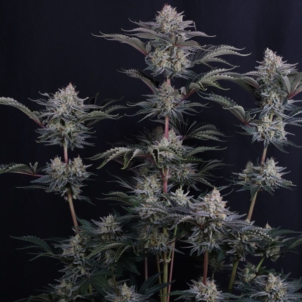 Mendo Frost Auto (FastBuds) Feminiserede