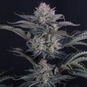 Mendo Frost Auto (FastBuds) Feminiserede