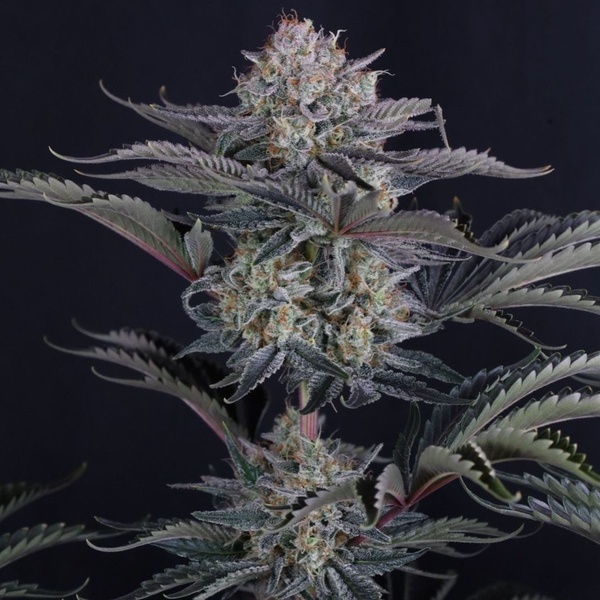 Mendo Frost Auto (FastBuds) Feminiserede