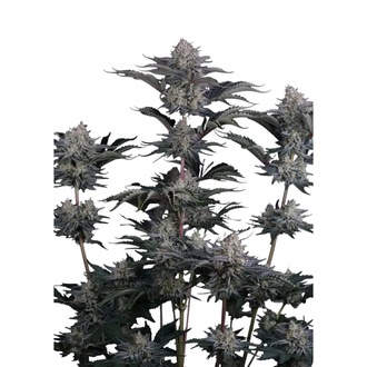 Mendo Guava Auto (FastBuds) Feminiserede fr&oslash;