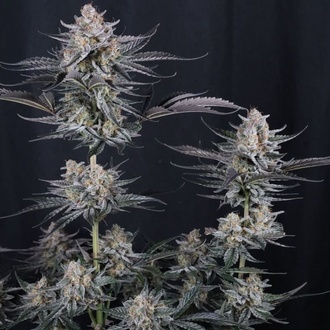 Mendo Guava Auto (FastBuds) Feminiserede frø