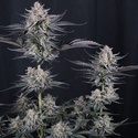 Mendo Guava Auto (FastBuds) Feminiserede frø