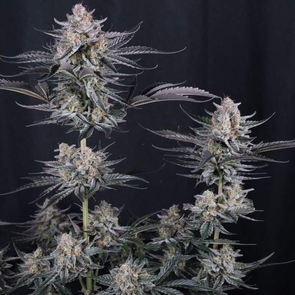 Mendo Guava Auto (FastBuds) Feminiserede frø