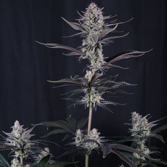 Mendo Guava Auto (FastBuds) Feminiserede frø