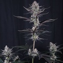 Mendo Guava Auto (FastBuds) Feminiserede frø