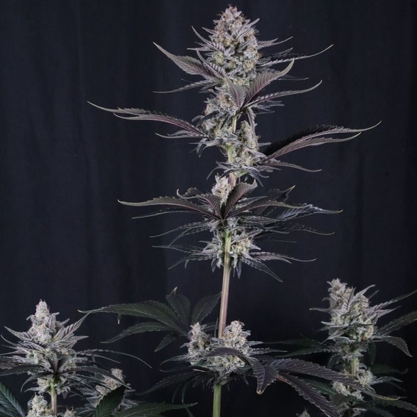 Mendo Guava Auto (FastBuds) Feminiserede frø