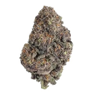 Papayton (FastBuds) feminiserede