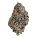 Papayton (FastBuds) Feminiserede