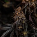 Papayton (FastBuds) Feminiserede