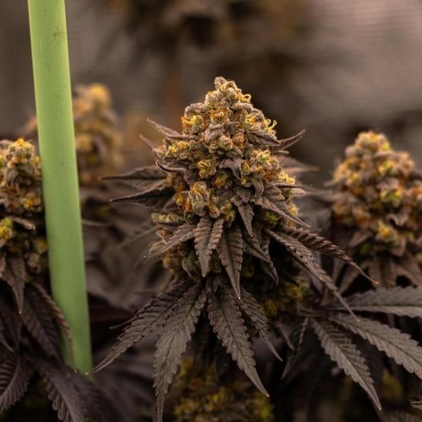 Papayton (FastBuds) Feminiserede