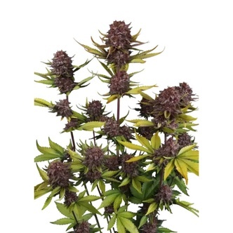 Purple Lemonade Auto RF3 (FastBuds) feminiserede cannabisfr&oslash;