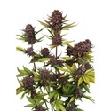 Purple Lemonade Auto RF3 (FastBuds) Feminiserede