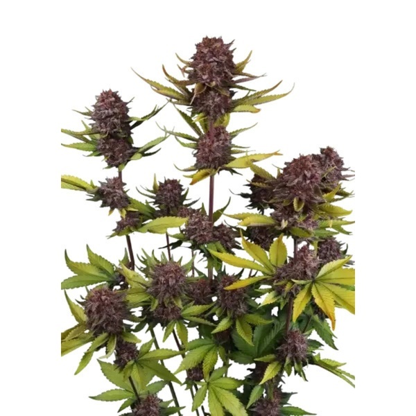 Purple Lemonade Auto RF3 (FastBuds) Feminiserede