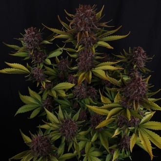 Purple Lemonade Auto RF3 (FastBuds) Feminiserede