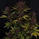 Purple Lemonade Auto RF3 (FastBuds) Feminiserede
