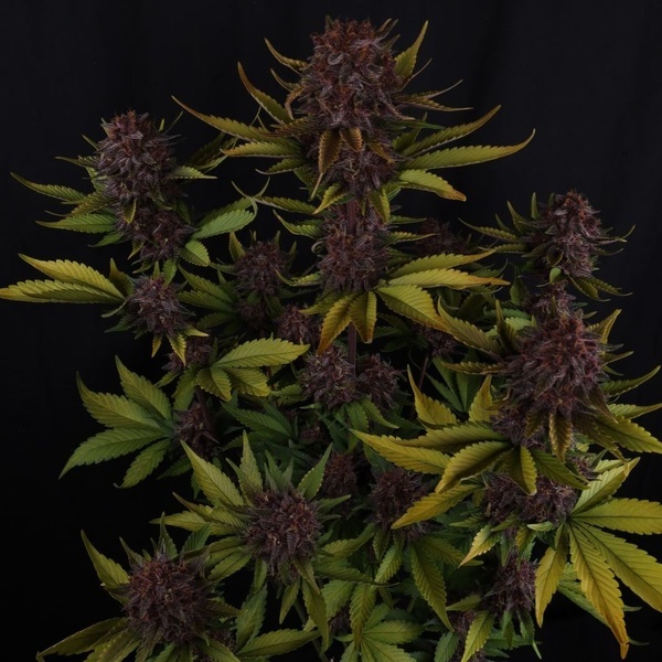 Purple Lemonade Auto RF3 (FastBuds) Feminiserede
