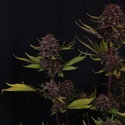 Purple Lemonade Auto RF3 (FastBuds) Feminiserede
