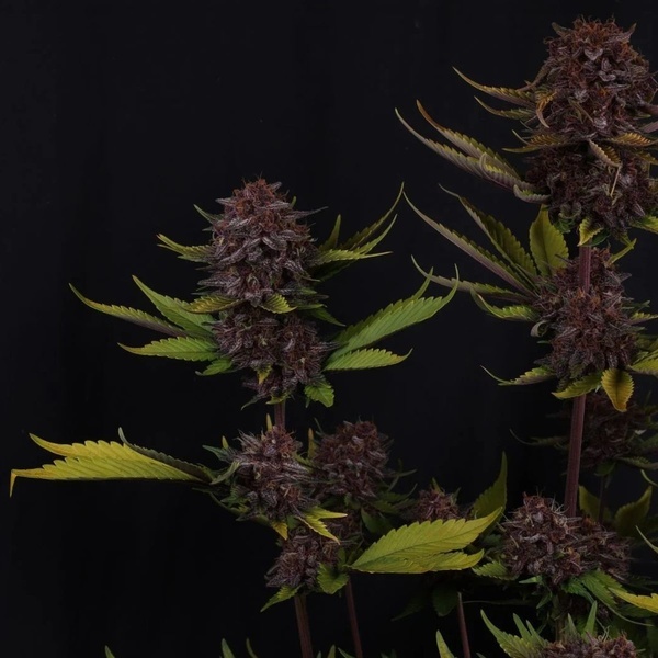Purple Lemonade Auto RF3 (FastBuds) Feminiserede