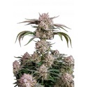 Strawberry Gorilla Auto RF3 (FastBuds) Feminiserede