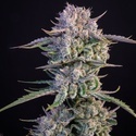 Strawberry Gorilla Auto RF3 (FastBuds) Feminiserede