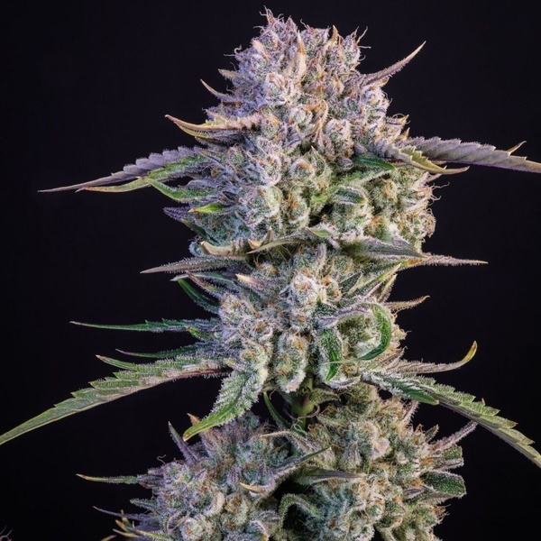 Strawberry Gorilla Auto RF3 (FastBuds) Feminiserede