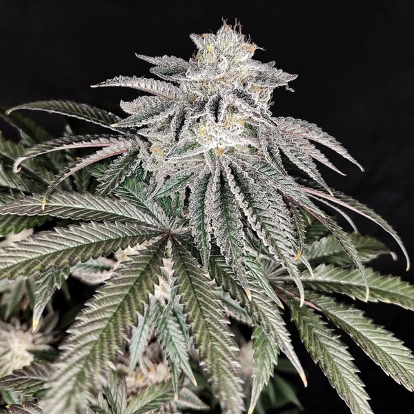 Cherry Melt (Pure Instinto) Feminiserede