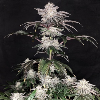 Cherry Melt (Pure Instinto) Feminiserede