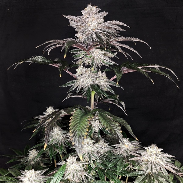 Cherry Melt (Pure Instinto) Feminiserede